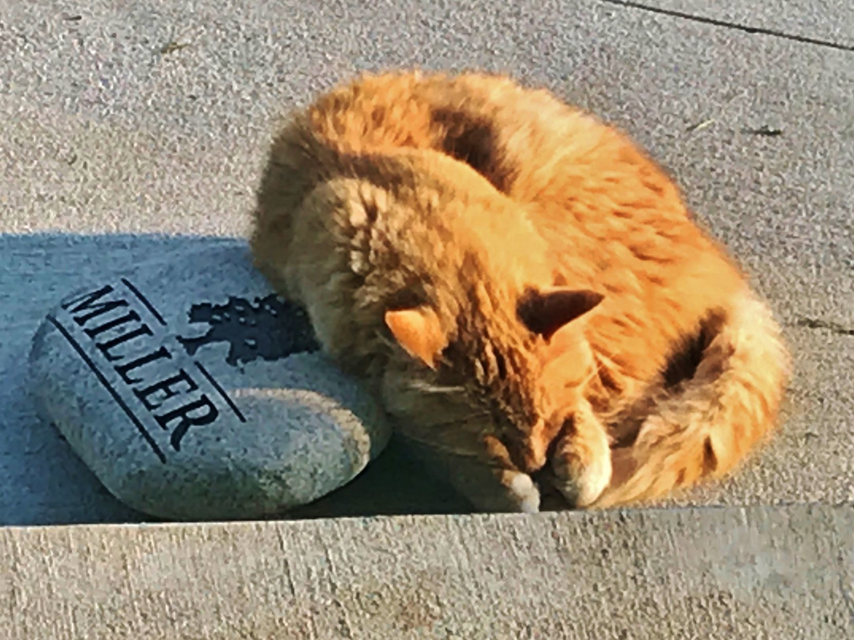 Farm Cat Corner